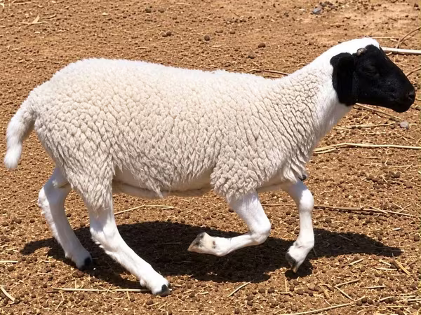 ვერძი, Dorper sheep