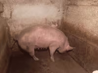 Scrofa, Maiali — foto 6