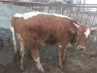 Banteng, Simmental cattle — foto 1