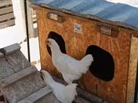 Chickens — foto 2