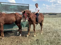 Άλογο, Kazakh horse — φωτογραφία 1