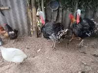 Turkeys — عکس 1