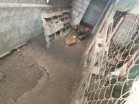 Chickens — 照片 4