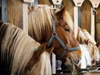 Hingst, Horse breed — foto 2