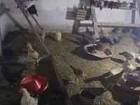 Chickens — عکس 2