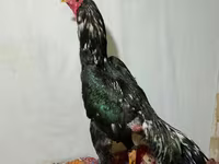 Chickens — foto 2
