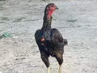 Chickens — foto 1