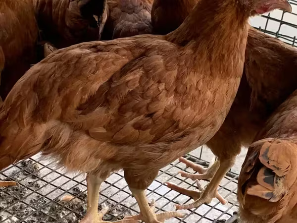 Chickens