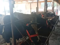 Kuh, Swiss cattle — Foto 8