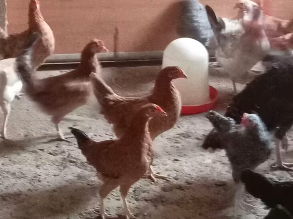 Chickens