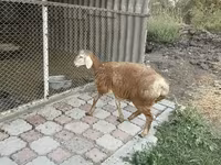 Oaie, Arashan sheep — foto 6