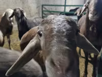 گوسفند (گروه، جنسیت مشخص نشده), گوسفند — عکس 1