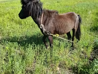 Cavalo, American shetland pony — foto 3