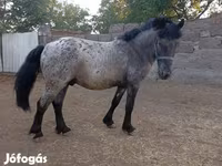母马, Horses — 照片 3
