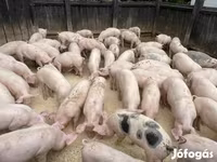 หมูป่าตัวผู้, หมู — รูปภาพ 5