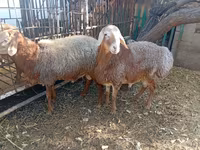แกะตัวผู้, Hissar sheep — รูปภาพ 2