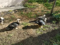 Ducks — 사진 2