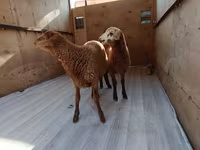 قوچ, گوسفند — عکس 2