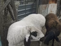 Ram, Arashan sheep — photo 5