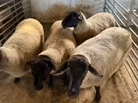 میش, White Suffolk sheep — عکس 2
