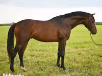 Aygır, Thoroughbred horse — foto 2