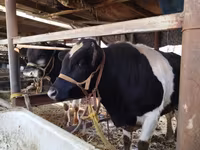 Toro, Russian Black pied cattle — foto 1