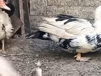 Ducks — foto 1