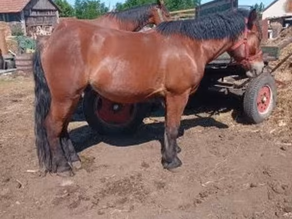 Hingst, Heste