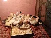 Ducks — عکس 3