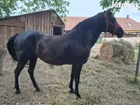 घोड़ी, Hungarian horse breed — फ़ोटो 2