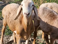 Bagge, Arashan sheep — foto 4