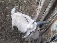 Արու այծ, Alpine goat — լուսանկար 3