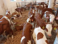 Toro, Simmental cattle — foto 6