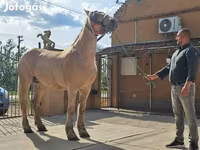 Kuda betina, Horses — foto 5
