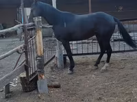 Hengst, Thoroughbred horse — Foto 3