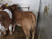 Bull, Simmental cattle — photo 2