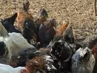 Chickens — 사진 1