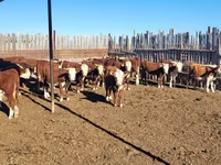 Lembu betina, Kazakh White-headed cow — foto 5