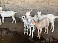 بز ماده, بز — عکس 4