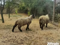 मेढ़ा, White Suffolk sheep — फ़ोटो 2