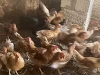 لوهمن براون — عکس 3
