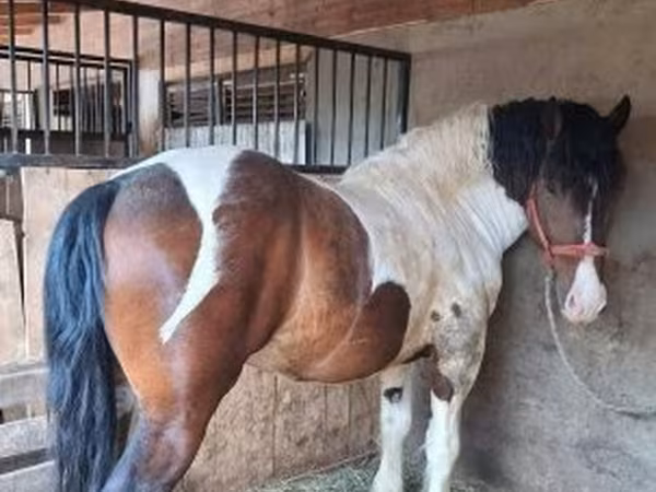 حصان, Gypsy horse