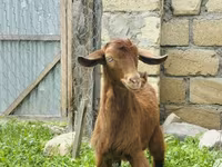 ወንድ ፍየል, Goats — ፎቶ 4