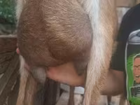 Kozel, Alpine goat — foto 5