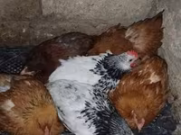 Chickens — ፎቶ 2