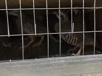 Guinea fowl — Foto 2