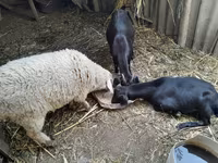 Ri’ dhaddig, Goats — sawirka 2