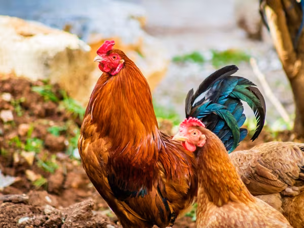 Chickens — 摩尔多瓦