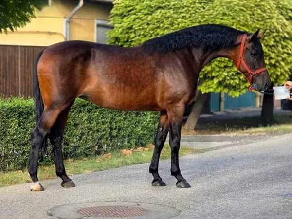 Kuda betina, Horses