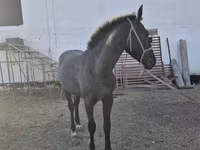 Koń, Thoroughbred horse — zdjęcie 2